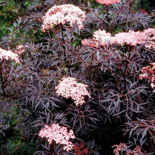 Sambucus nigra Black Lace